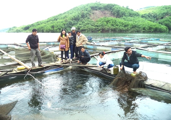 Nuôi cá lăng nha ở hồ thủy điện Sông Tranh 2. Ảnh: N.Q.V