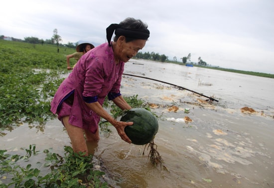 Đợt mưa lũ trái mùa xảy ra hồi cuối tháng 3.2015 khiến hàng loạt diện tích cây trồng cạn bị mất trắng.Ảnh: NHÃ PHƯƠNG