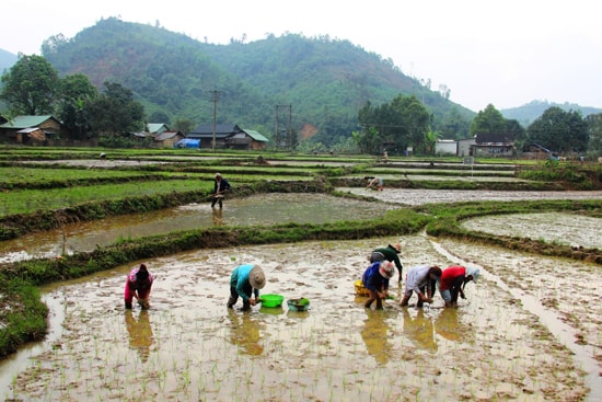 Xóa bỏ tâm lý trông chờ, ỷ lại sẽ tạo chuyển biến trong công tác giảm nghèo. Trong ảnh: Đồng bào vùng cao làm ruộng lúa nước. 