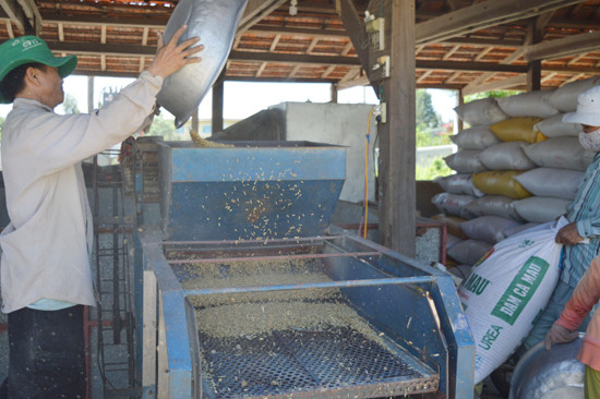 Sản xuất lúa giống tại HTX Dịch vụ sản xuất - kinh doanh tổng hợp Điện Phước I.