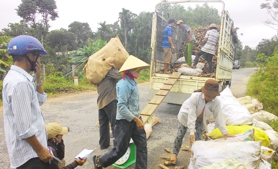 Điểm tập kết thu mua sắn ở Tam Ngọc. Ảnh: B.H