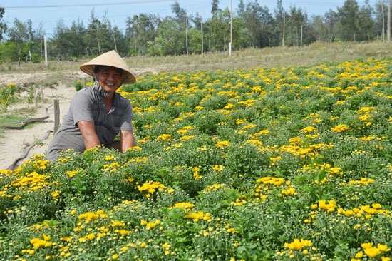 Ông Đặng Thái vui mừng trong ngày thu hoạch hoa cúc. Ảnh: V.T.N.T