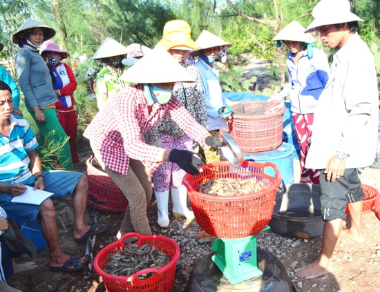 Năm 2016, người nuôi tôm nước lợ trên địa bàn tỉnh tiếp tục đối mặt với nhiều khó khăn. Ảnh: N.Q.V