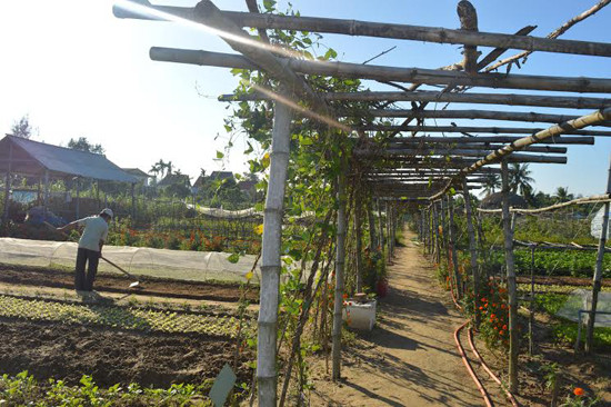 Tổ hợp tác trồng rau hữu cơ Thanh Đông, Cẩm Thanh (Hội An) không chỉ sản xuất nông nghiệp mà còn là điểm tham quan du lịch hấp dẫn. Ảnh: Q.T