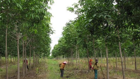 Đời sông đồng bào miền núi đang đối diện với khó khăn vì cao su mất giá. Ảnh: SỸ BÌNH