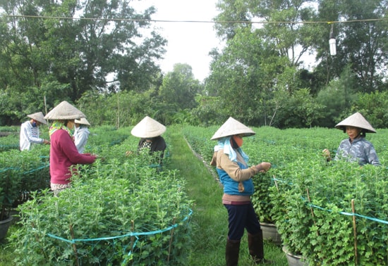 Không khí nhộn nhịp ở vườn hoa của gia đình chị Nguyễn Thị Thanh (xã Tam Thăng, TP.Tam Kỳ). Ảnh: DUNG THÙY