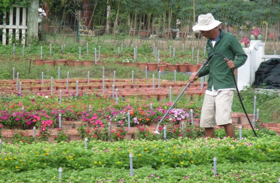 Anh Nguyễn Thành Nhân (xã Tam Ngọc, TP.Tam Kỳ) chăm sóc vườn hoa của gia đình.