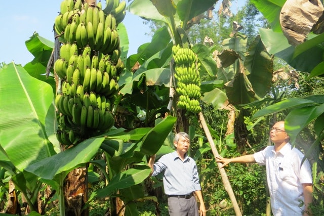 Kỹ thuật trồng chuối nuôi cấy mô cho năng suất cao hơn 20% so với trồng từ chồi. Hoàng Liên