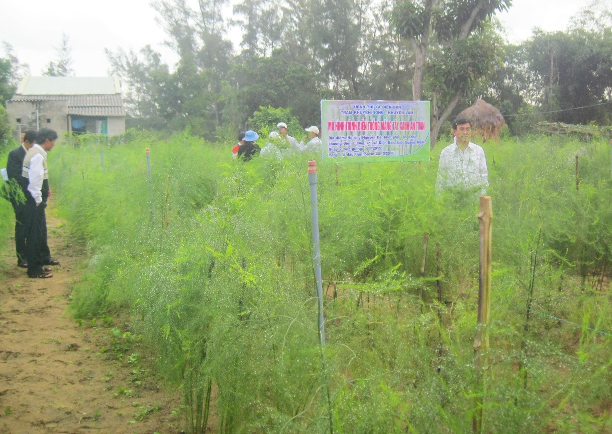 Tham quan mô hình trồng măng tây xanh tại Điện Dương