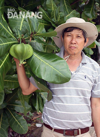 Cây bàng vuông (lấy vỏ cây và hạt nghiền làm thuốc suốt cá) có nhiều ở Hoàng Sa, Trường Sa, Lý Sơn. Tại Đà Nẵng đã phát hiện một cây mọc hoang ở ven biển Làng Vân (Hòa Hiệp Bắc). Ảnh: P.C.T