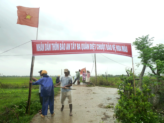 Nông dân thôn Bảo An Tây, xã Điện Quang thường xuyên phát động ra quân đánh bắt chuột.