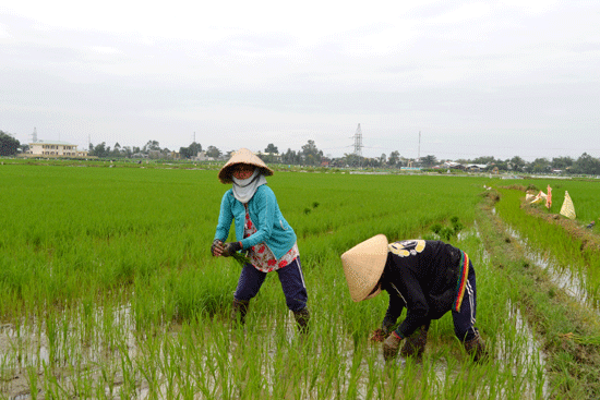 Nông dân khẩn trương chăm sóc lại ruộng lúa. Ảnh: C.T