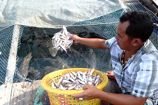 Ông Kim Ngọc Tính - người đặt nền móng phát triển nghề nuôi cá bớp cho người dân Hòn Chuối. 