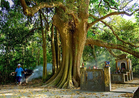 Bảo tồn di sản văn hóa làng Việt đang là câu chuyện được đặt ra ở Quảng Nam.Ảnh: L.Q