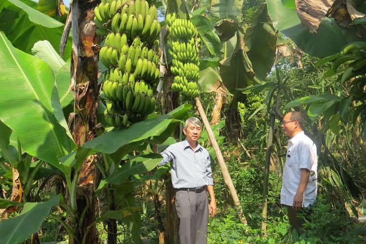  Cây chuối lùn già nuôi cấy mô trồng khảo nghiệm tại Đông Giang. Ảnh: Hoàng Liên