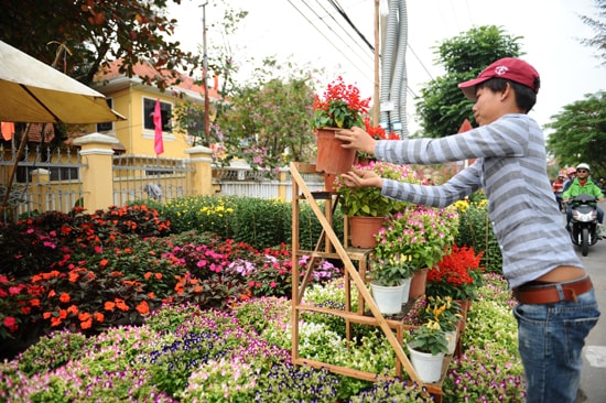 Nhiều loại hoa không phải hoa truyền thống năm nay cũng được các nhà vườn ở Hội An trồng và được ưa chuộn. Ảnh: Minh Hải