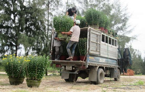 Thương lái tấp nập đưa hoa ra thị trường.