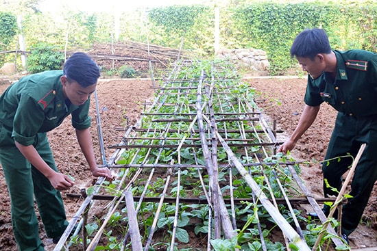  Chiến sĩ Đồn Biên phòng Hòn Khoai chăm lo vườn rau tết của đơn vị. Ảnh: N.Q.VIỆT