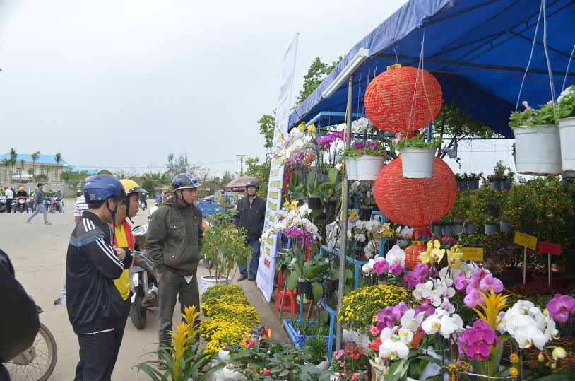 Các loại hoa ưa lạnh của vườn Song Uyên khá đắt khách.