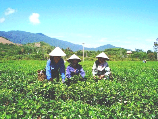 Ngành trồng trọt đang xanh hóa sản xuất. 