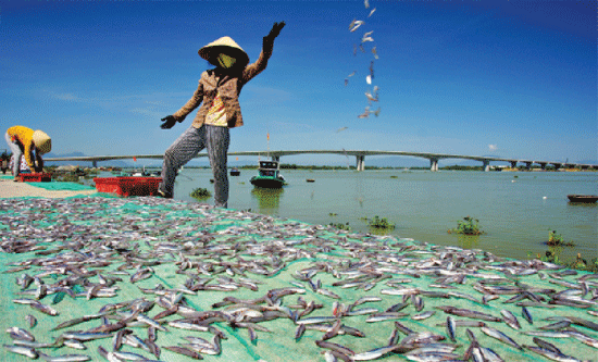 Cầu Cửa Đại hoàn thành đã mở ra những cơ hội mới cho người dân các xã  vùng đông Duy Xuyên.Ảnh: PHƯƠNG THẢO