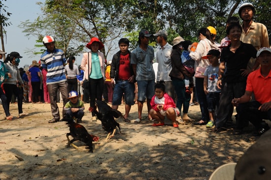  Gà cũng đọ sức đầu năm: MINH HẢI