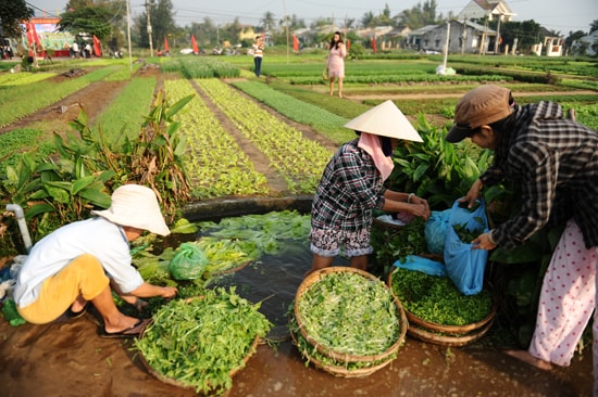 Người làng hối hả ra đồng. Ảnh: MINH HẢI