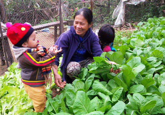 Vườn rau cải của má.