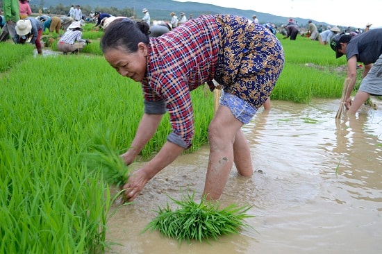 Hối hả nhổ mạ bố.