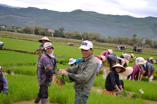 Người đàn ông này khéo léo buộc dây bó mạ.