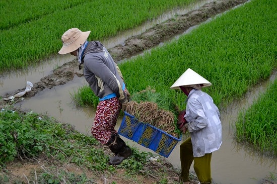 Vất vả đưa mạ lên bờ cao.