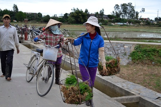 Gánh mạ bố qua ruộng sạ giống lúa mẹ để cấy.