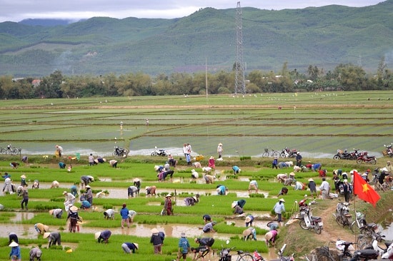 Nông dân mang cờ Tổ quốc ra cắm trên cánh đồng để tạo khí thế trong lao động. 