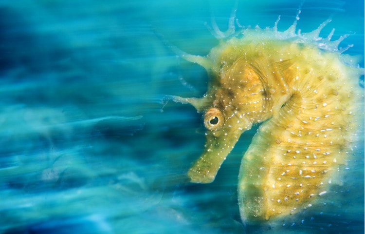 Gold. Underwater Photographer of the Year. Overall Title Winner. Also winner of International Macro. Over the years the Mediterranean’s population of seahorses has drastically reduced. Their numbers have only recovered thanks to public awareness and a significant restocking campaign.  Areas of the sea have now been set aside, protected from harmful fishing methods like trawling. This has allowed vulnerable and delicate creatures, like sea horses, to return. This is what I hoped to celebrate with this image. For this shot, I used a long exposure and camera panning, to give dynamism to the image. I then used a focused beam of light from my strobe to freeze the details in the subject. My aim was to give the scene a sense of grace and strength simultaneously. Taken near Sistiana, Italy. © UPY / Davide Lopresti
