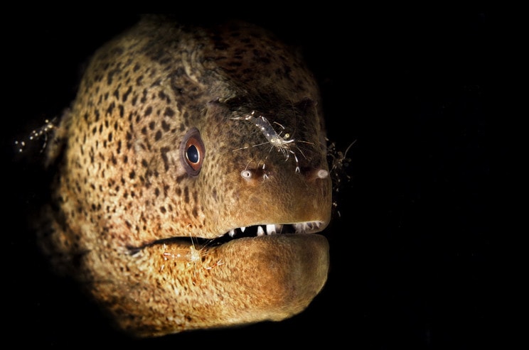 Transparent Trick. Highly Commended, Up & Coming. We found the Moray on a late afternoon diving trip with my diving buddy, with cleaner shrimps on his head. I spent a lot of time waiting for him to open his mouth wide so I could take a photo of it, but was unsuccessful. Right after I let my photographer buddy use the Moray as a model, he opened his mouth. When my buddy was done taking photos, he let me get back to our model, but by that time, the Moray had his mouth closed again! Taken in the Red Sea, near Egypt. © UPY / Ferenc Lorincz