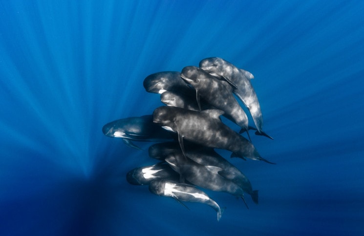 Pilot Whales. Highly Commended, Wide Angle. During a day sailing the Mediterranean Sea, I was very lucky to find a big pod of Pilot whales that accepted me in the blue water. They were turning around me, it was an amazing experience and a great opportunity to photograph them.  © UPY / Greg Lecoeur