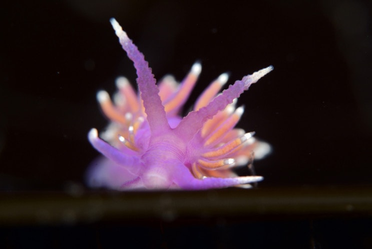Slug. Highly Commended, British Waters Macro. This delightful little guy was on a strand of kelp at 15 meters in a gully of the South Coast of the UK. It was an emotional experience all round. #  © UPY / Alex Tattersall