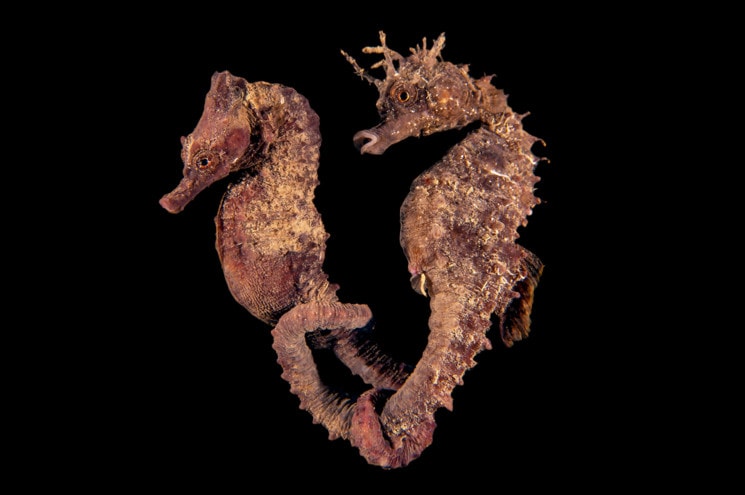 The odd couple. Third Place, International Macro. During a night dive at around midnight, I found this pair of seahorses (Hippocampus guttulatus). I watched, mesmerized as they swam in the shallows holding each other by the tail. The scene was something majestic, a magic only enhanced by the beauty of the location, illuminated by the full moon. Taken in the Ionian Sea near Taranto, Italy. #  © UPY / Gianni Colucci