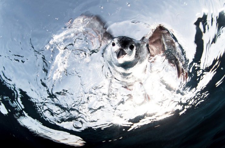 What Feeds Beneath. Runner Up, International, Behavior. I entered the cold November water to photograph a pair of humpback whales which passed by very quickly. Swimming back to the boat I saw a small moving object in front of me; it was a Hawaiian petrel submerging its head to feed on the tiny crustaceans. Under normal circumstances as you get close it will fly away, but surprisingly, it just kept feeding in front of me. By approaching very slowly I was able to get close from beneath, thankfully it stayed there for a few moments allowing me to capture this behavior. Taken near Todos Santos, Mexico. #  © UPY / Alejandro Prieto
