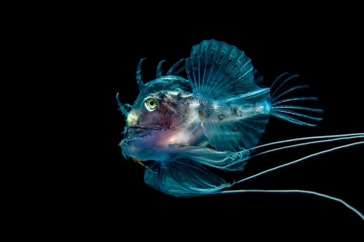 Planktonic Predator. Runner Up, British Macro. In the summer of 2015, Scottish Natural Heritage asked a dive team to conduct site monitoring of Special Areas of Conservation (SACs) which included North Rona, which is where this image was taken. We had come to the end of a dive inside a cave. Just before we reached the surface we noticed an unusual amount of zooplankton which had become trapped inside the cave entrance. We then spotted a couple of tiny, post-larval monkfish feeding on the plankton, something none of us had ever seen. Getting an in-focus shot with my macro lens was easier said than done with prevailing swell, but I managed a few before the boat came to pick us up. © UPY / George Stoyle