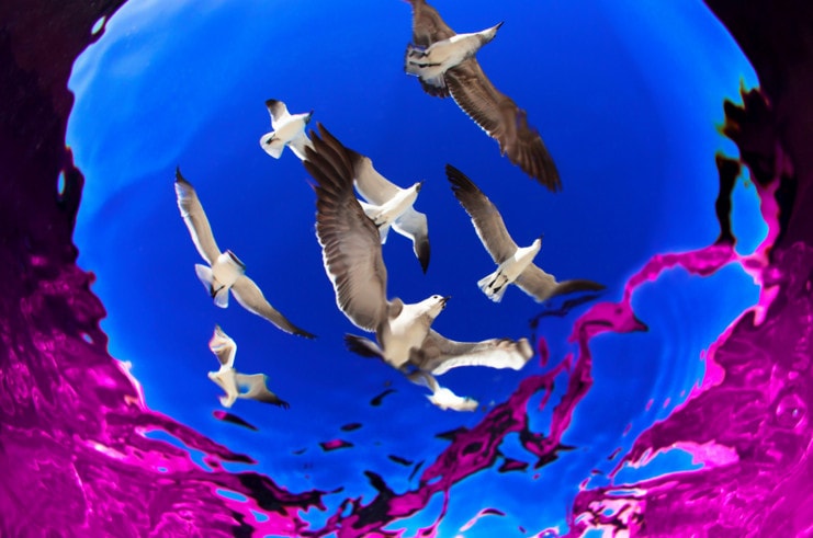 Beach Guardians. Highly Commended, Wide Angle. Returning from a dive with bull sharks I saw a beautiful flock of seagulls flying very low over a crowded beach. These white creatures are comfortable with human presence, they usually fly low and gently over people looking for food; this behavior allowed me to try to shoot them from beneath the water. It took many tries visiting the area and thousands of photos before getting it. With this photograph I want to show that ordinary subjects can become extraordinary depending on the perspective you see them from. Taken near Playa del Carmen, Mexico. © UPY / Alejandro Prieto