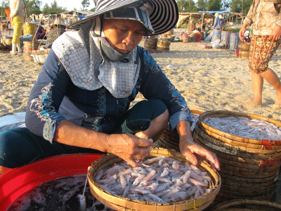 Ngư dân đưa mực vào bờ bán cho các rỗi cá.Ảnh: H.QUANG