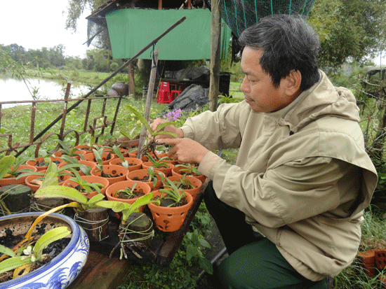 Ông Thuật bên các giỏ lan rừng tại điểm trưng bày nhân kỷ niệm 10 năm thành lập huyện Phú Ninh. Ảnh: X.NGHĨA