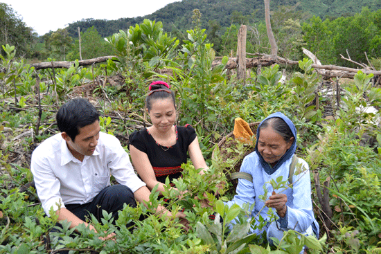 Người dân xã Tư trồng chè dây trong vườn nhà.Ảnh: T.C.T