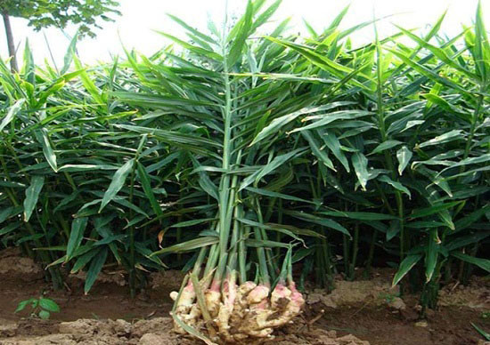 Gừng - vừa làm gia vị, vừa là thuốc quý, nên trồng trong mỗi nhà. (Ảnh: Internet)