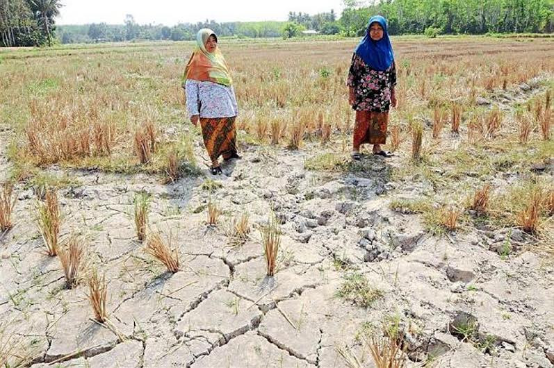 Nông dân bang Perlis, Malaysia trên cánh đồng nứt nẻ vì thiếu nước nghiêm trọng (ảnh: Straittimes)