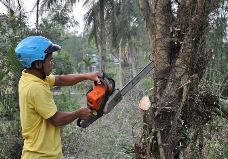 Cắt bỏ những thân cây trong vườn nhà của các gia đình