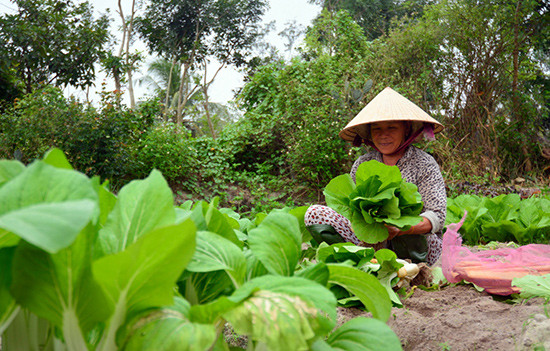 Người dân làng sản xuất rau sạch Mỹ Hưng (Bình Triều, Thăng Bình) đang gặp khó khăn trong việc tiêu thụ sản phẩm. Ảnh: H.S