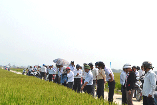 Lãnh đạo tỉnh, đại diện các thôn, khối phố ở Điện Bàn tham quan mô hình DĐĐT tại thôn La Hòa. Ảnh: C.TÚ