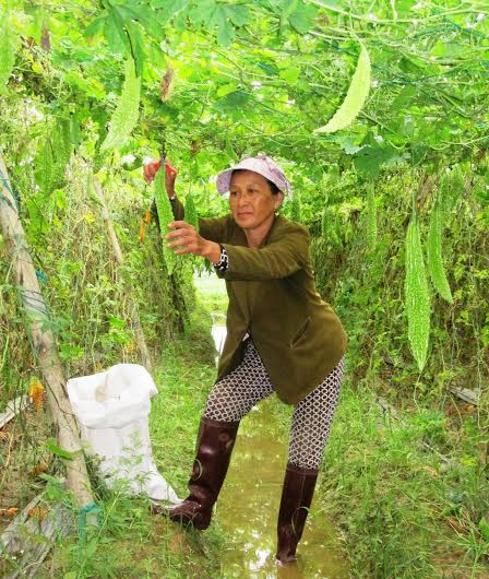 Nhiều mặt hàng nông sản thường lâm vào cảnh được mùa mất giá. Ảnh: THÀNH SỰ